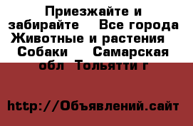 Приезжайте и забирайте. - Все города Животные и растения » Собаки   . Самарская обл.,Тольятти г.